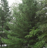 Pinus strobus 'Eastern White Pine'