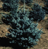 Picea pungens ‘Fat Albert Spruce'
