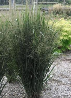 Panicum virgatum ‘Northwind Switch Grass'