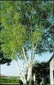 Betula populifolia 'Whitespire Birch'