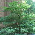 Cornus alternifolia 'Pagoda Dogwood'