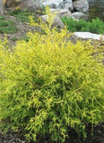 Chamaecyparis pisifera ‘Golden Mops Cypress'