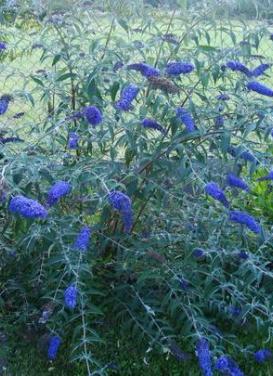 Buddleia davidii 'Nanho Blue Butterfly Bush'