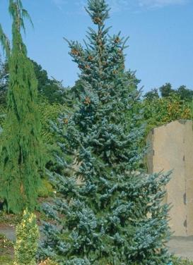 Picea omorika ‘Riverside Serbian Spruce’
