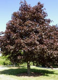 Acer platanoides 'Royal Red Maple'