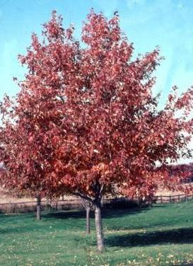Acer rubrum 'Red Sunset Maple'
