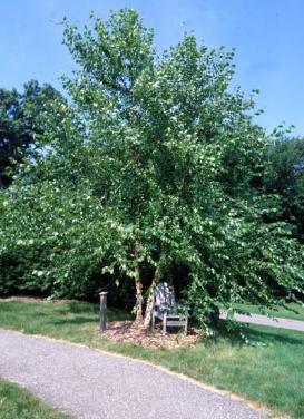 Betula nigra 'Heritage River Birch'