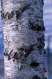 Betula populifolia 'Whitespire Birch'
