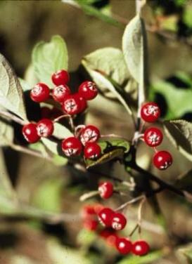 Aronia arbutifolia 'Brilliant Red Chokeberry'