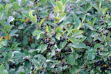 Aronia macrocarpa elata 'Glossy Black Chokeberry'