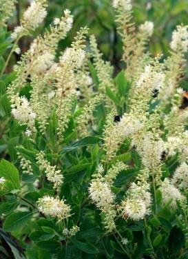 Clethra alnifolia ‘Hummingbird Summersweet'