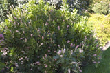 Clethra alnifolia ‘Ruby Spice Summersweet'