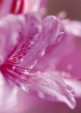 Rhododendron 'Orchid Lights Azalea'