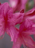 Rhododendron 'Rosy Lights Azalea'