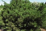Juniperus chinensis ‘Sea Green Juniper'