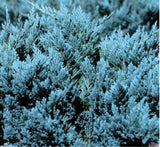 Juniperus horizontalis ‘Blue Chip Juniper'