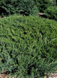 Juniperus sabina ‘Broadmoor Juniper'