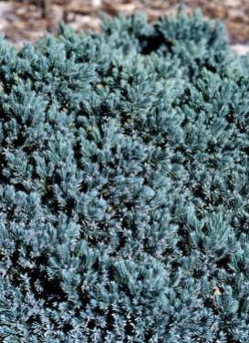 Juniperus squamata ‘Blue Star Juniper'