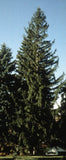 Picea abies ‘Norway Spruce'