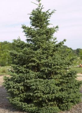 Picea glauca 'densata' 'Black Hills Spruce'