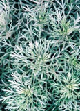 Artemisia ‘Silvermound’