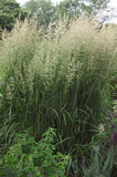 Calamagrostis acutiflora ‘Karl Foerster Feather Reed Grass'
