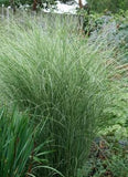 Miscanthus sinensis ‘Morning Light Maiden Grass'