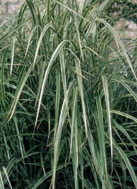 Miscanthus sinensis ‘Variegated Japanese Silver Grass'