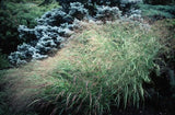 Panicum virgatum ‘Heavy Metal Switch Grass'