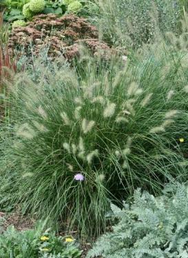 Pennisetum alopecuroides 'Dwarf Hameln Fountain Grass'