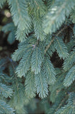 Picea pungens ‘Colorado Spruce'