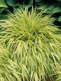 Hakonechloa macra ‘Aureola Japanese Forest Grass’