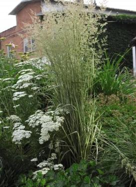 Calamagrostis acutiflora 'Avalanche Feather Reed Grass'