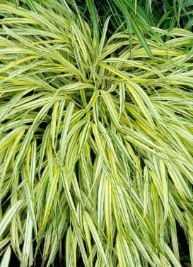 Hakonechloa macra ‘Aureola Japanese Forest Grass’