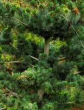 Pinus parviflora ‘Japanese White Pine'