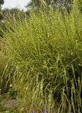 Miscanthus sinensis ‘Porcupine Maiden Grass'