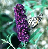 Buddleia davidii ‘Black Knight Butterfly Bush'
