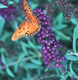 Buddleia davidii ‘Nanho Purple Butterfly Bush'