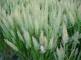 Calmagrostis brachytricha 'Korean Feather Reed Grass'