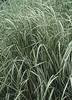 Calamagrostis acutiflora 'Avalanche Feather Reed Grass'
