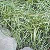 Carex oshimensis 'Evergold Carex'