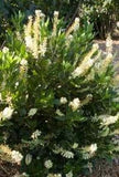 Clethra alnifolia ‘Hummingbird Summersweet'