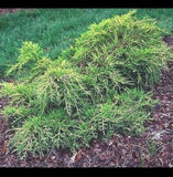 Juniperus chinensis ‘Old Gold Juniper'