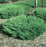Juniperus horizontalis ‘Andorra Compact Juniper'