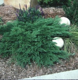Juniperus sabina ‘Mini Arcadia Juniper'