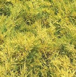 Juniperus x pfitzeriana ‘Saybrook Gold Juniper'
