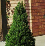 Picea gluaca conica ‘Dwarf Alberta Spruce'
