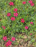 Dianthus deltoides ‘Brilliant Dianthus'