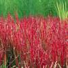 Imperata cylindrica ‘Japanese Blood Grass'