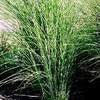 Miscanthus sinensis ‘Gracillimus Maiden Grass'